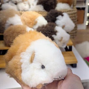 Small Alpaca Guinea Pig - Peru